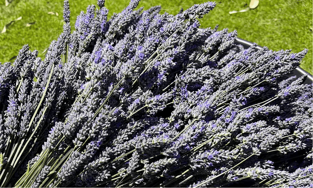 Advantages of Lavender - Bodega Bay Lavender